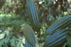 Cinnamomum tamala