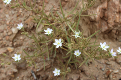 Spergularia macrotheca macrotheca