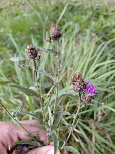 Brown Knapweed
