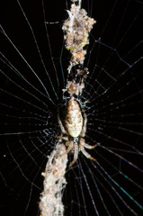 Cyclosa caroli