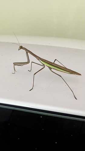 Narrow-winged Mantis