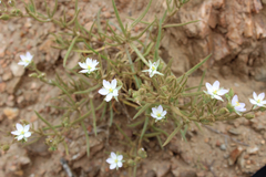 Spergularia macrotheca macrotheca