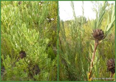 Leucadendron chamelaea