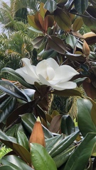 Magnolia grandiflora