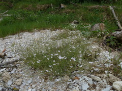 Arabidopsis arenosa