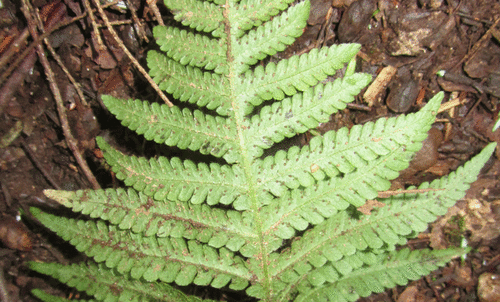 long beech fern