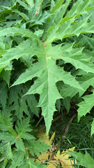 Heracleum mantegazzianum