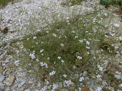 Arabidopsis arenosa