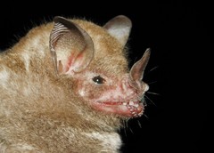 Carollia subrufa