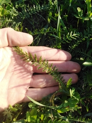 Achillea millefolium
