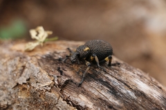 Brachycerus congestus