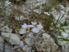 Arabidopsis arenosa