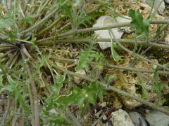 Arabidopsis arenosa
