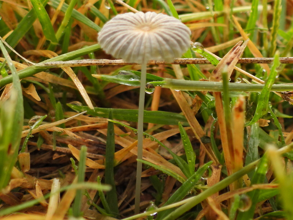 pleated inkcap · August 2026 · photo: Photo: (c) Oscar Alejandro Morales Juárez, some rights reserved (CC BY-SA) · iNaturalist