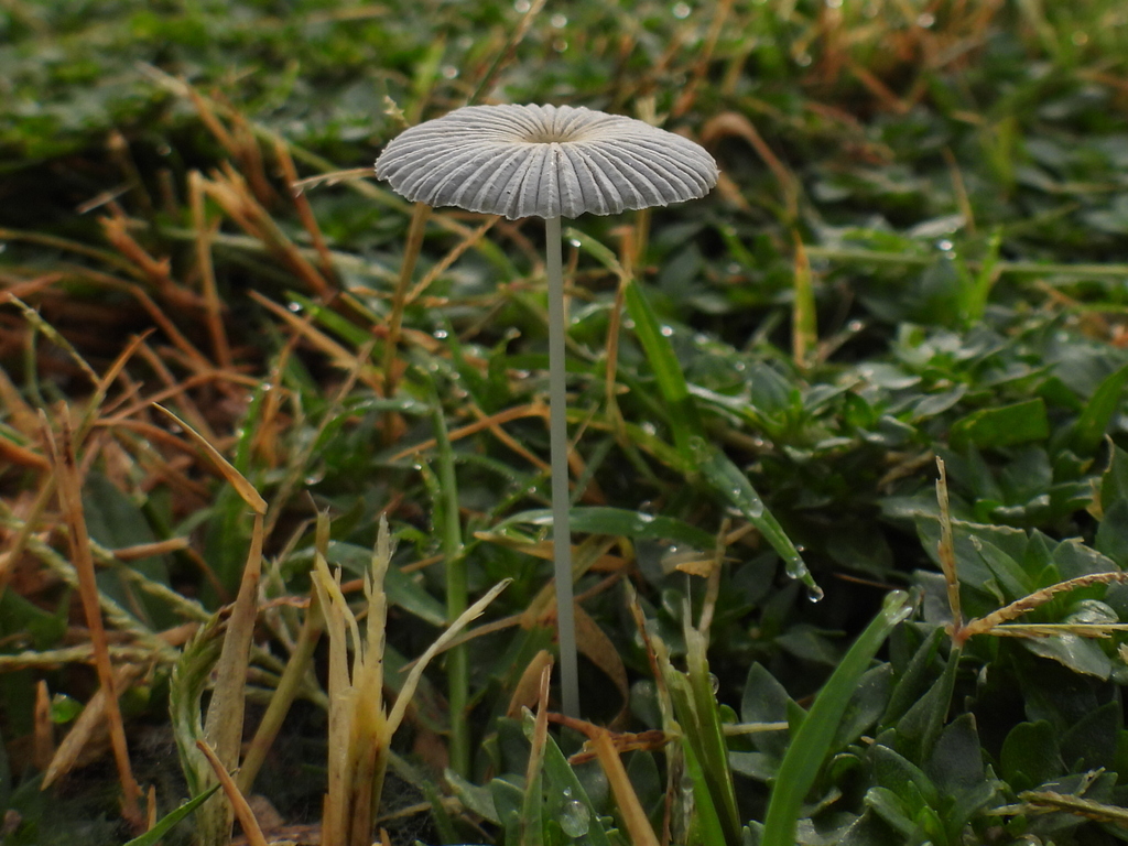 pleated inkcap · August 2026 · photo: Photo: (c) Oscar Alejandro Morales Juárez, some rights reserved (CC BY-SA) · iNaturalist