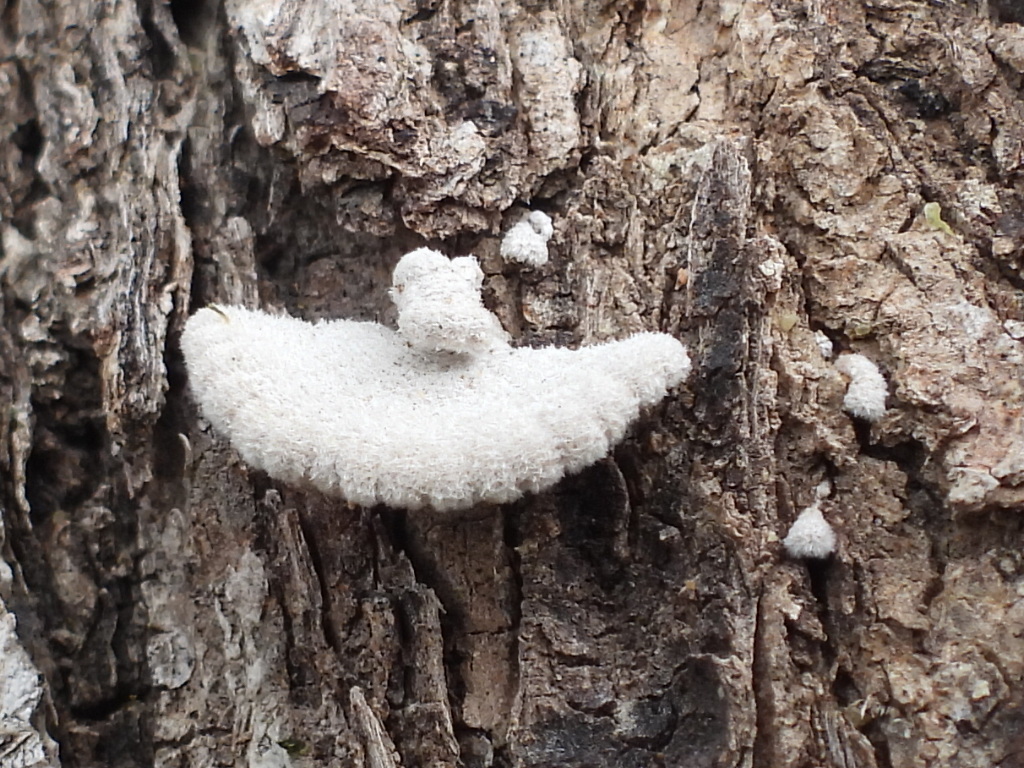 splitgill mushroom · August 2026 · photo: Photo: (c) Oscar Alejandro Morales Juárez, some rights reserved (CC BY-SA) · iNaturalist