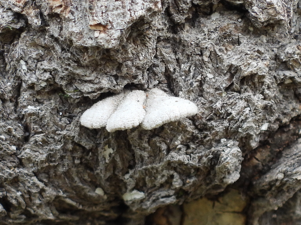 splitgill mushroom · August 2026 · photo: Photo: (c) Oscar Alejandro Morales Juárez, some rights reserved (CC BY-SA) · iNaturalist