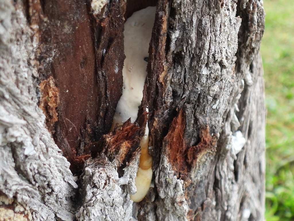 Ganoderma polychromum · August 2026 · photo: Photo: (c) Oscar Alejandro Morales Juárez, some rights reserved (CC BY-SA) · iNaturalist