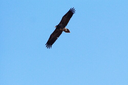 Western Egyptian Vulture