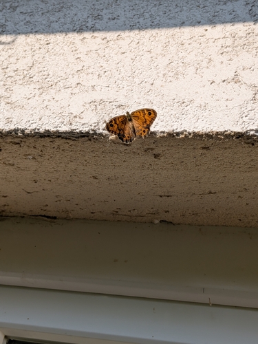 Wall Brown