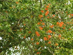 Psittacanthus calyculatus