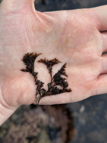 Microcladia borealis observed 2026-08-23