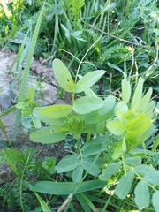 Vicia sepium