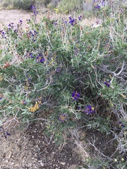 Psorothamnus arborescens minutifolius