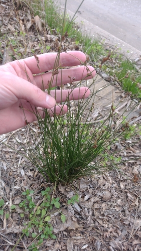 Juncus imbricatus
