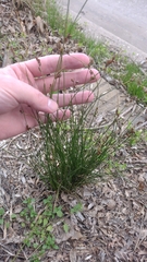Juncus imbricatus