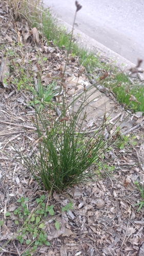Juncus imbricatus, photograph 2