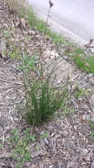 author not stated, no rights reserved Juncus imbricatus, photograph author not stated, no rights reserved
