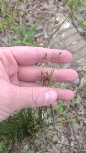 Juncus imbricatus, photograph 3