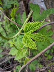 Humulus