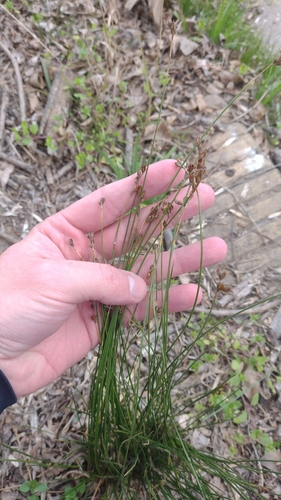 Juncus imbricatus, photograph 4
