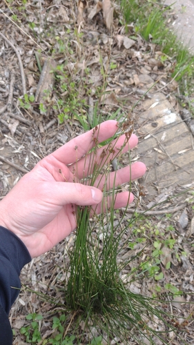 Juncus imbricatus, photograph 5