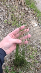 author not stated, no rights reserved Juncus imbricatus, photograph author not stated, no rights reserved