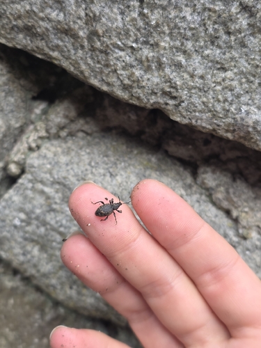 Black Vine Weevil