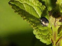 Cionus scrophulariae