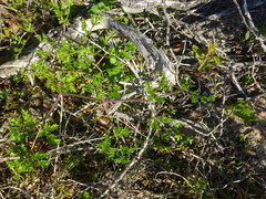 Cynorhiza typica
