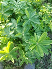 Lupinus polyphyllus