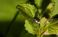 Cionus scrophulariae