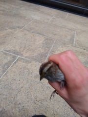 Zonotrichia albicollis