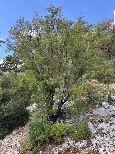 Green Olive Tree