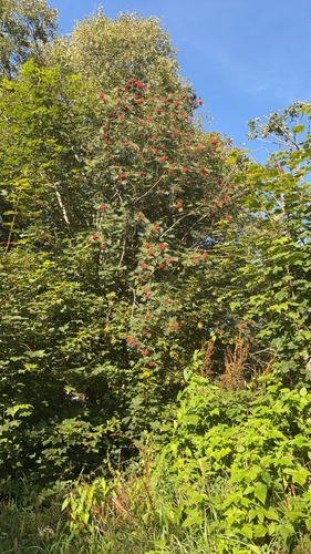 European mountain ash