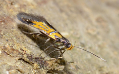 Schiffermuelleria schaefferella