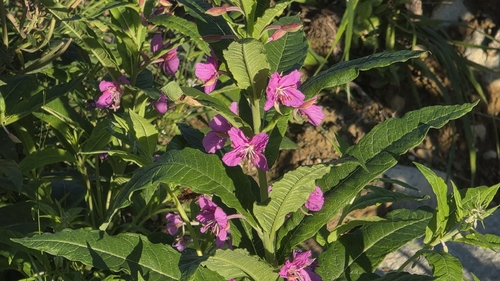 fireweed