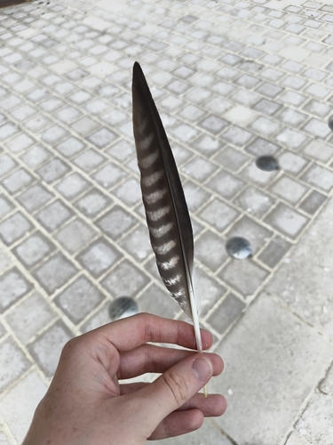 Plume de Faucon pèlerin