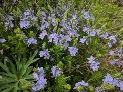 Veronica multifida