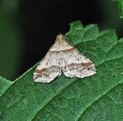 Dark-banded Owlet photo 3